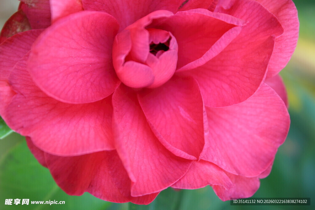 山茶花