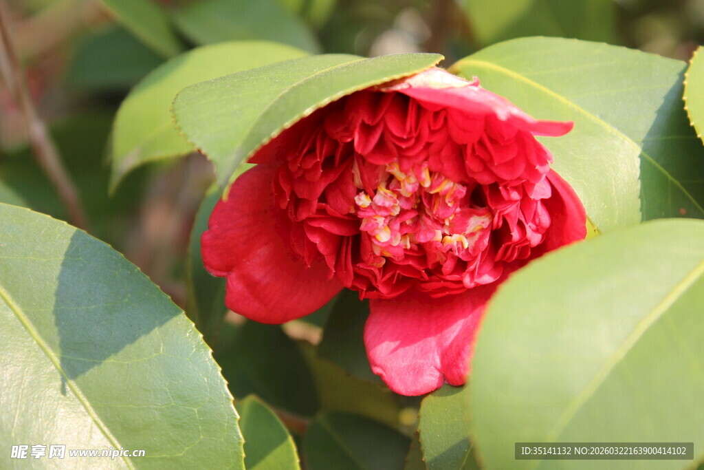 山茶花