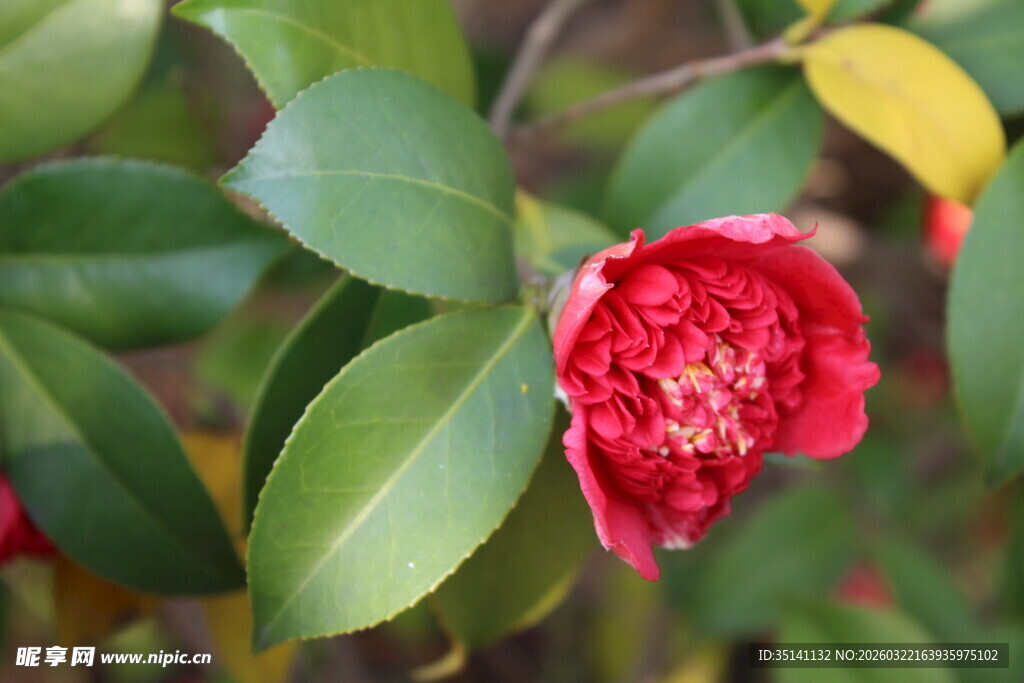 山茶花