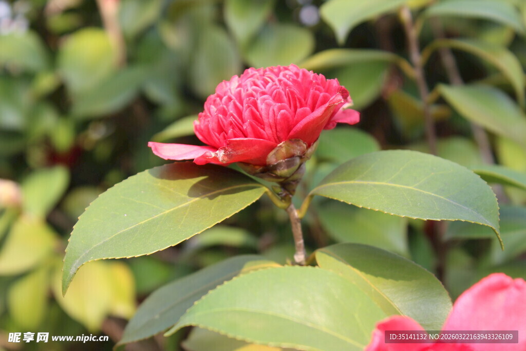 山茶花