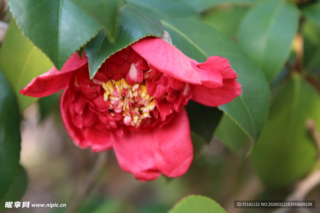 山茶花