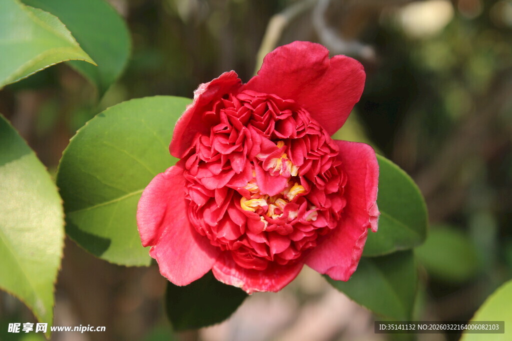 山茶花