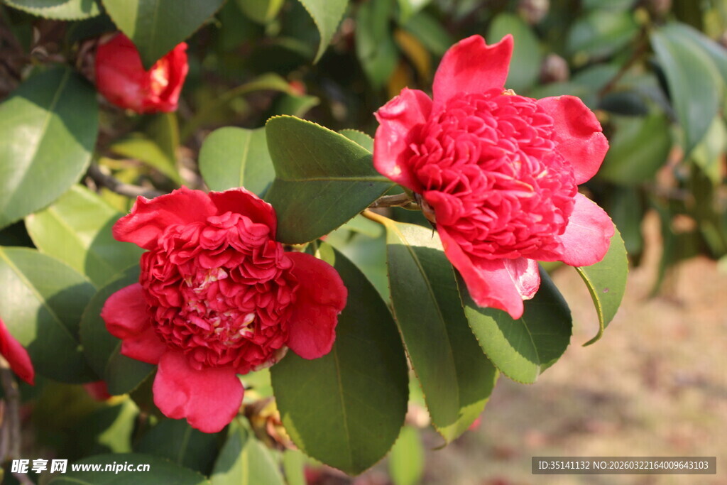 山茶花