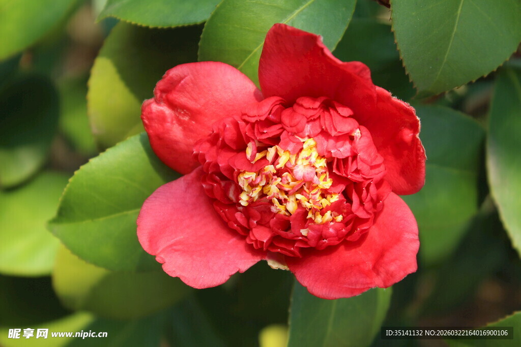 山茶花