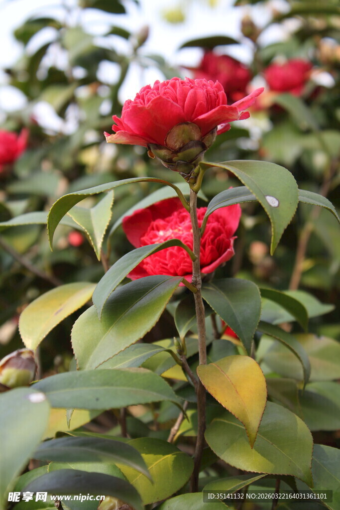 山茶花
