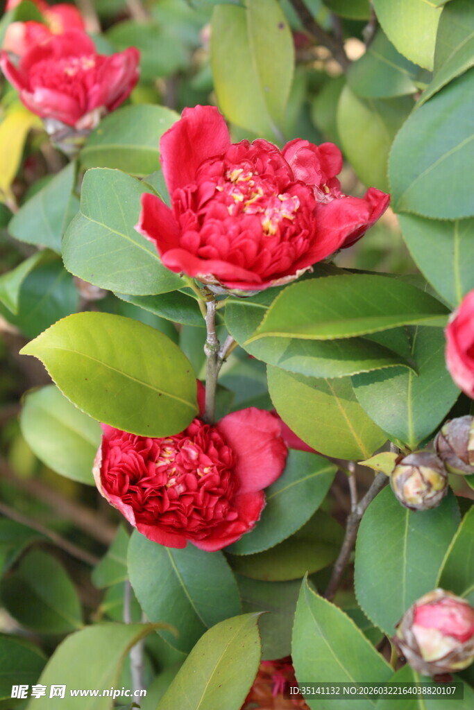 山茶花