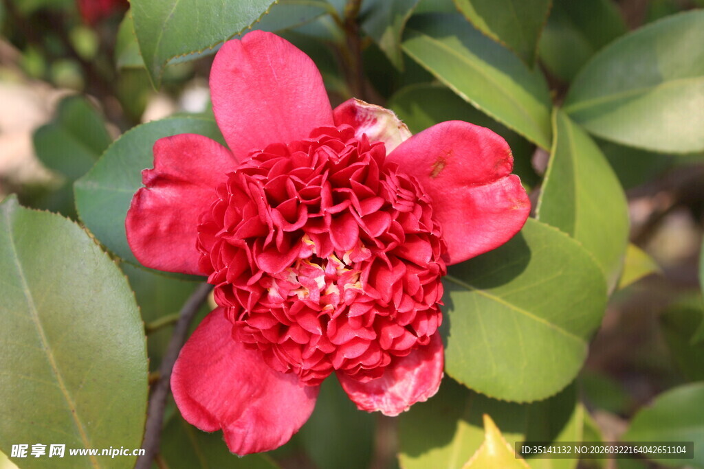山茶花