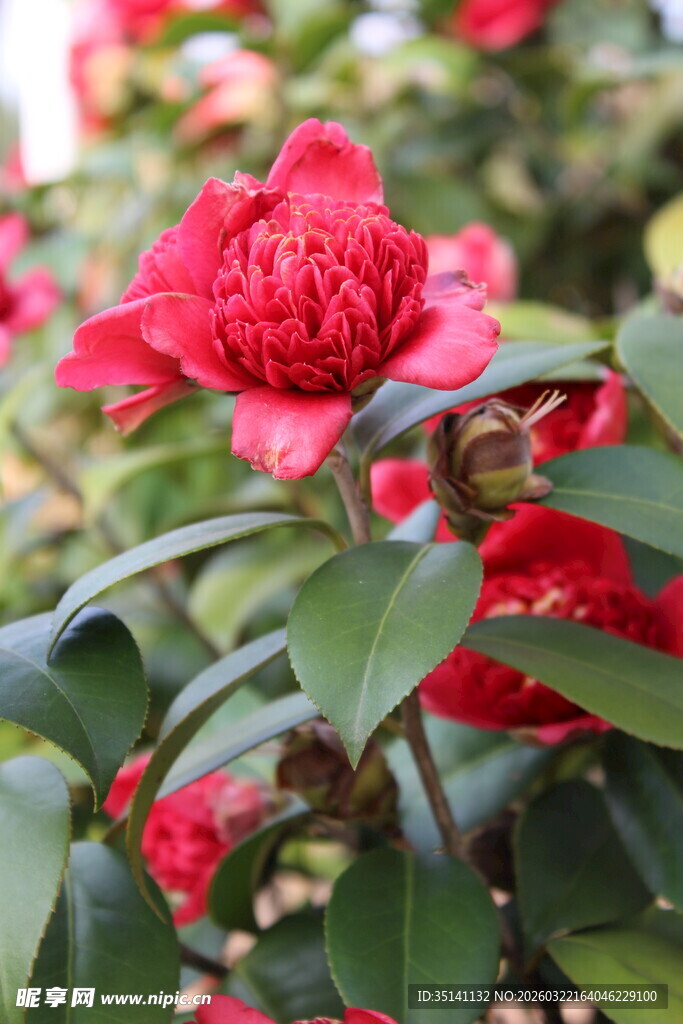 山茶花