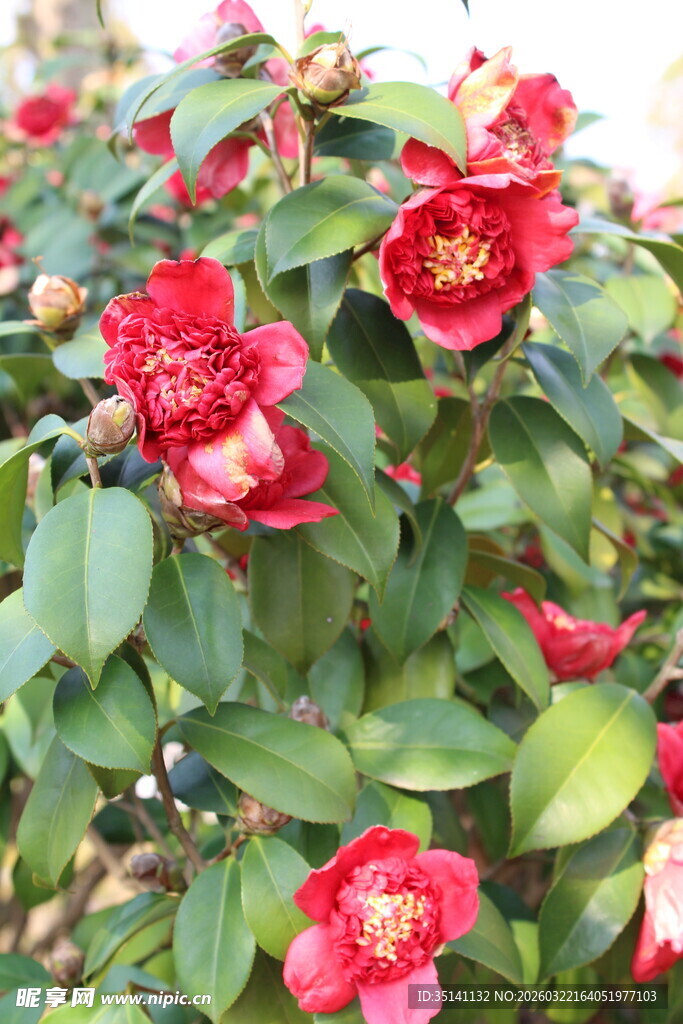 山茶花