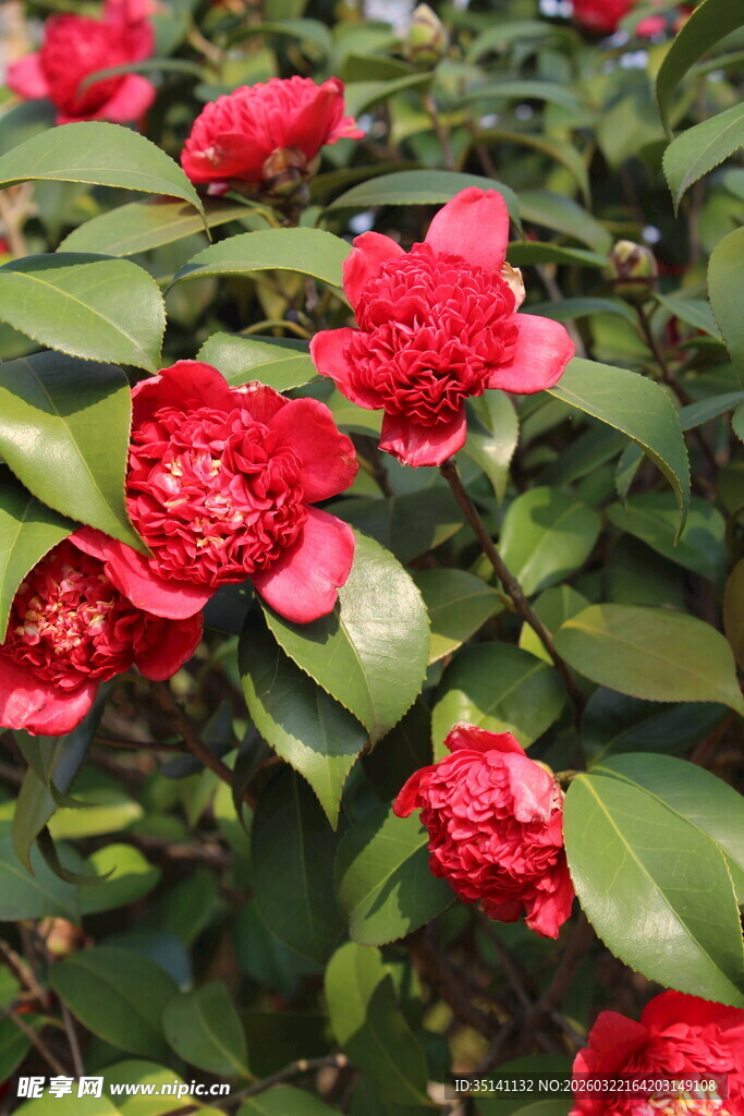 山茶花
