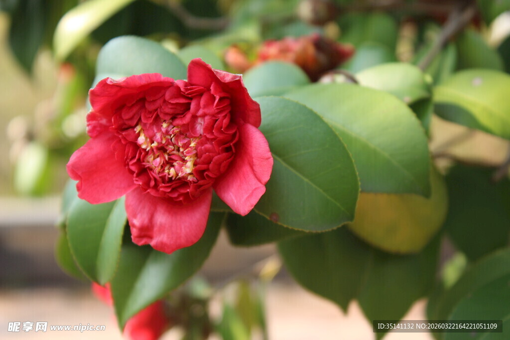 山茶花