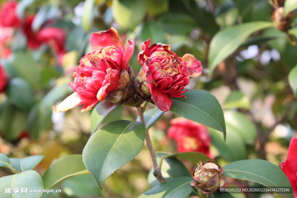 山茶花