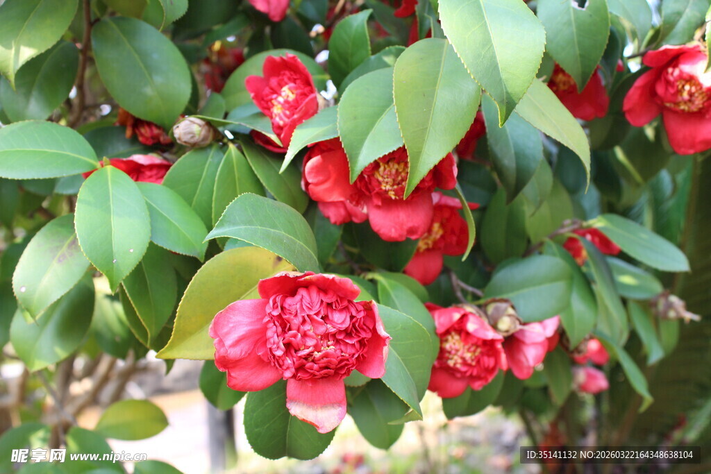 山茶花