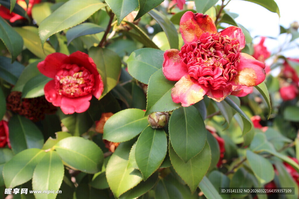 山茶花