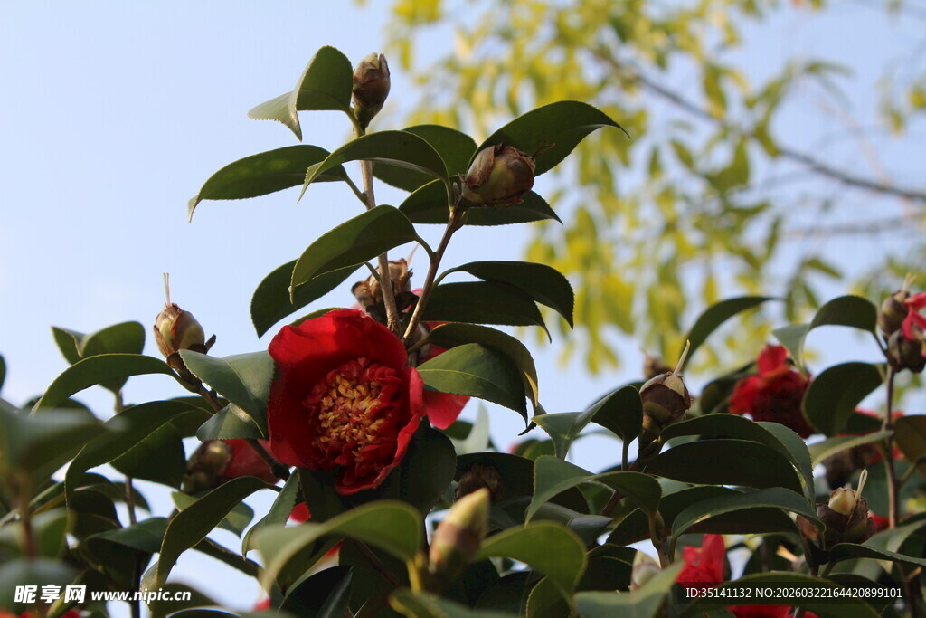 山茶花