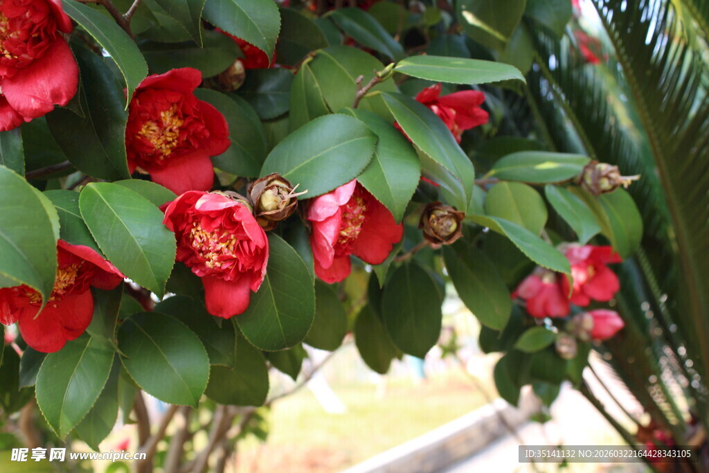 山茶花