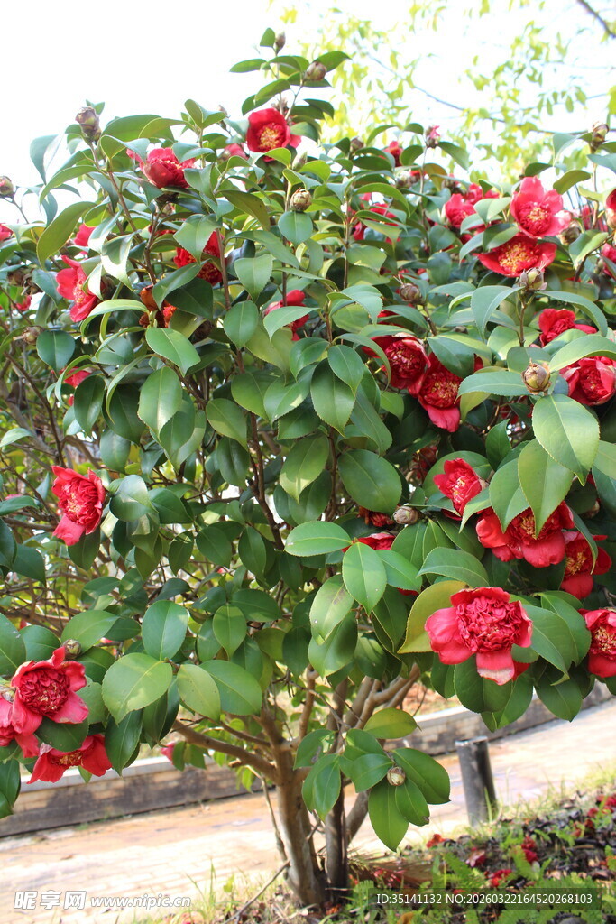 山茶花