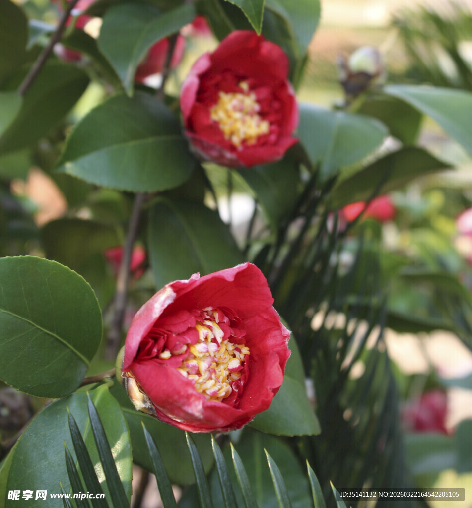 山茶花