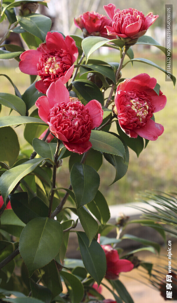 山茶花