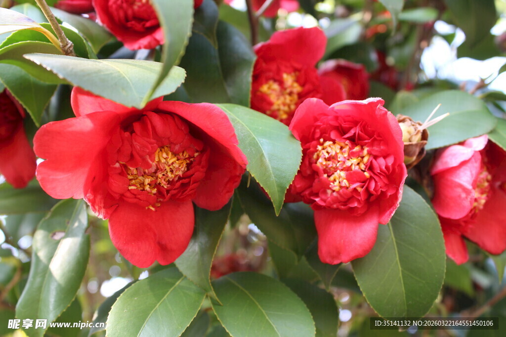 山茶花