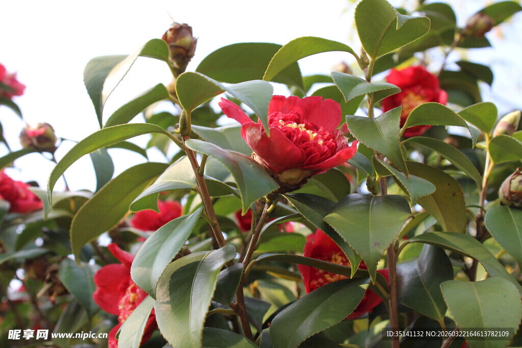 山茶花