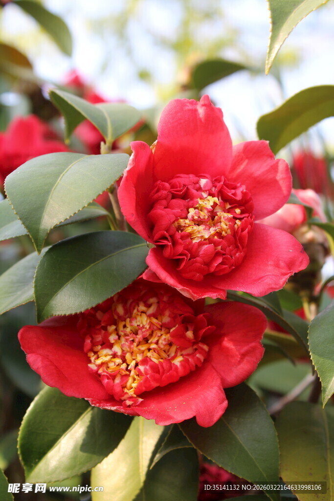 山茶花
