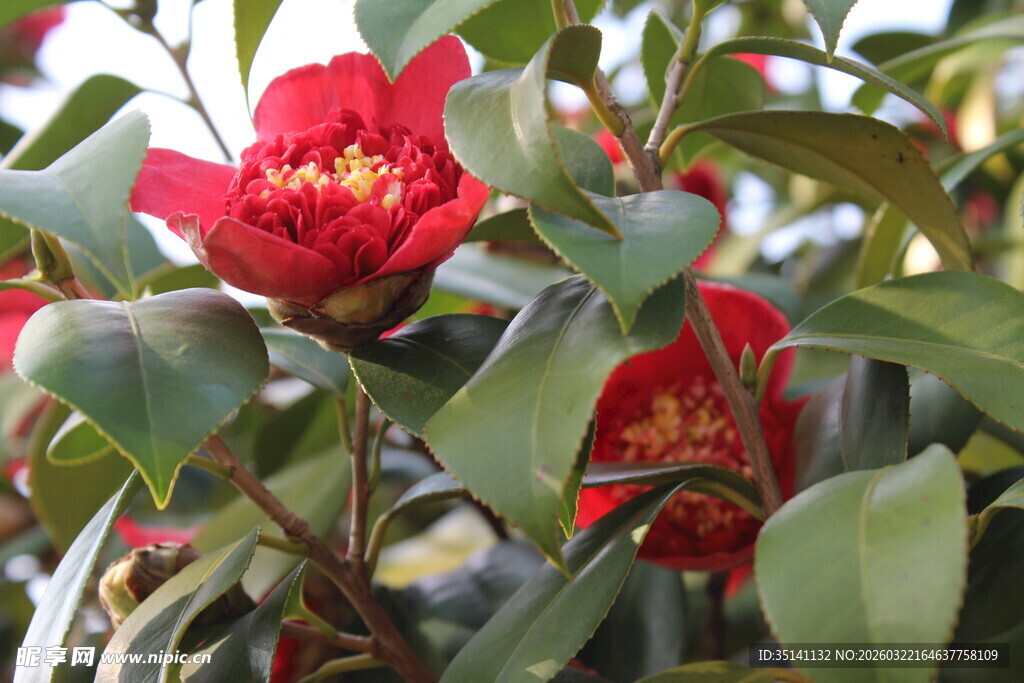 山茶花