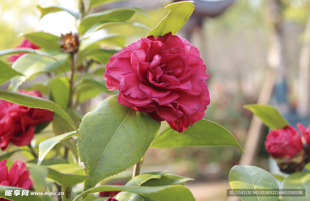 山茶花