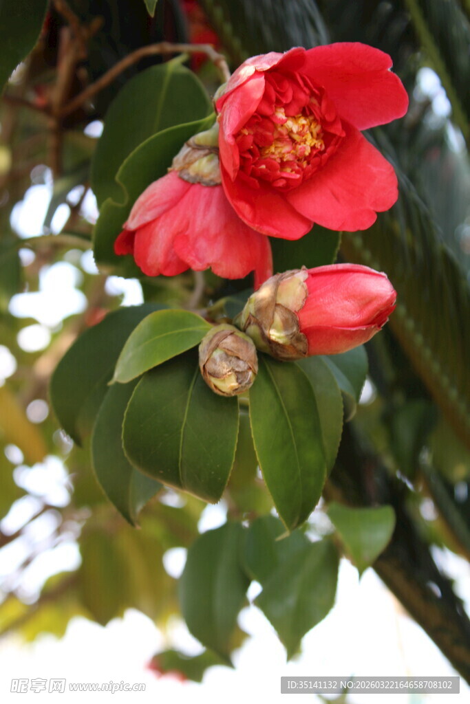 山茶花