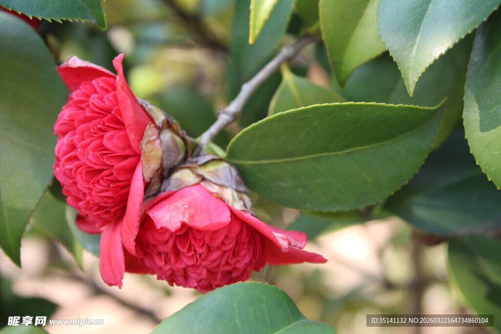 山茶花