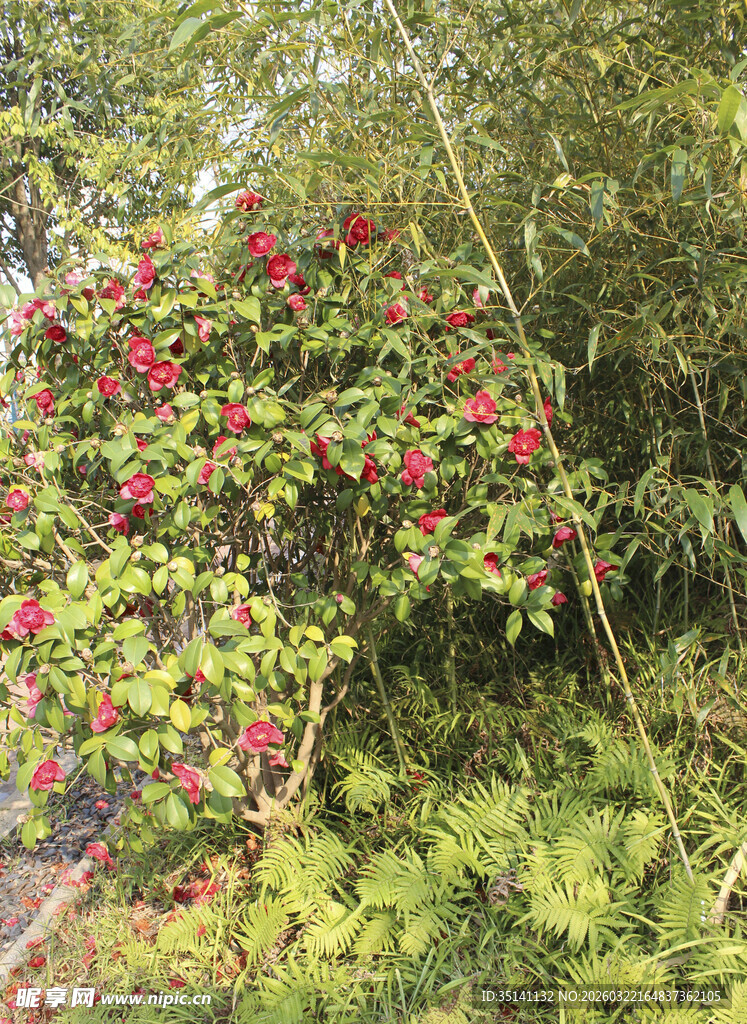 山茶花