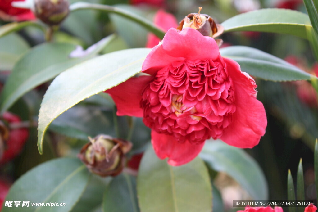 山茶花