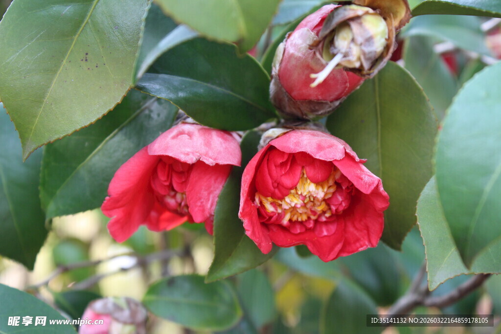山茶花