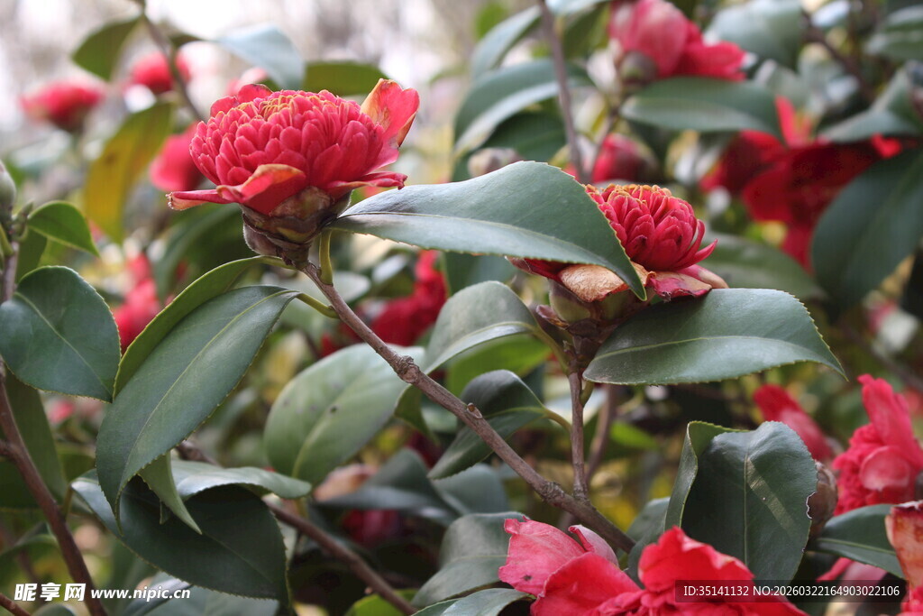 山茶花