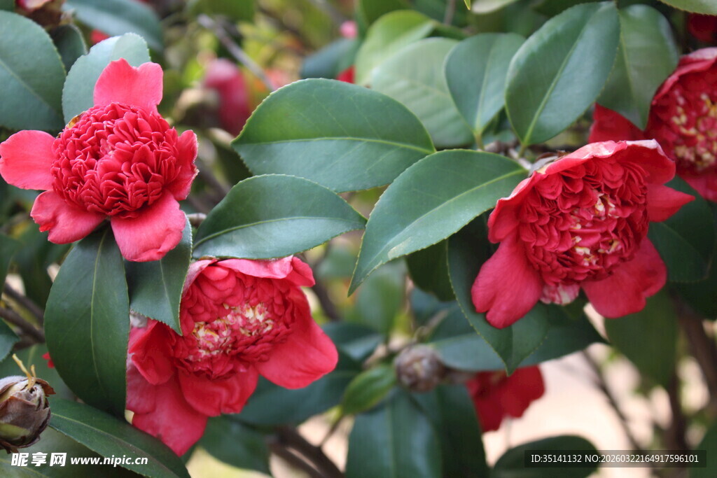 山茶花