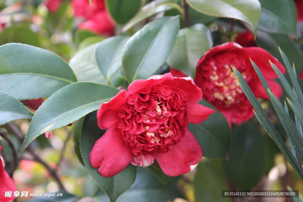 山茶花