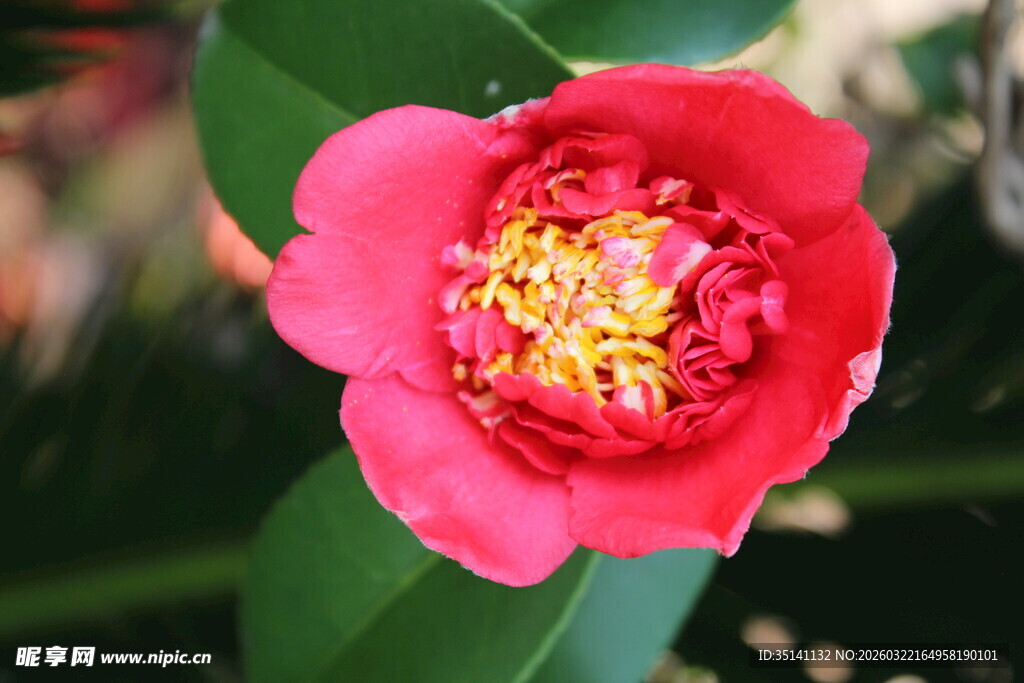 山茶花