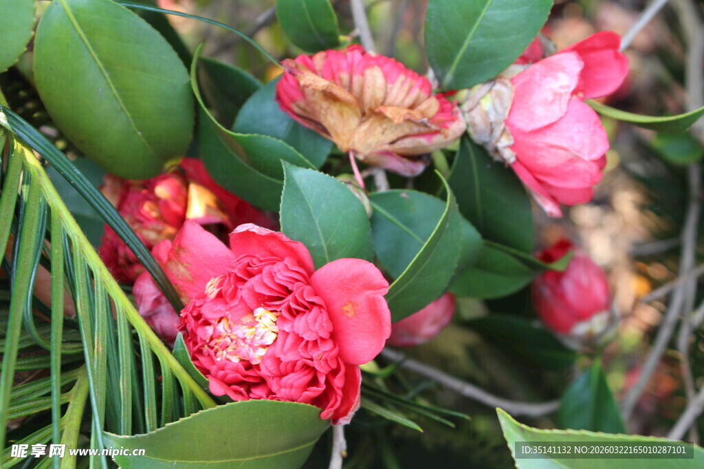 山茶花