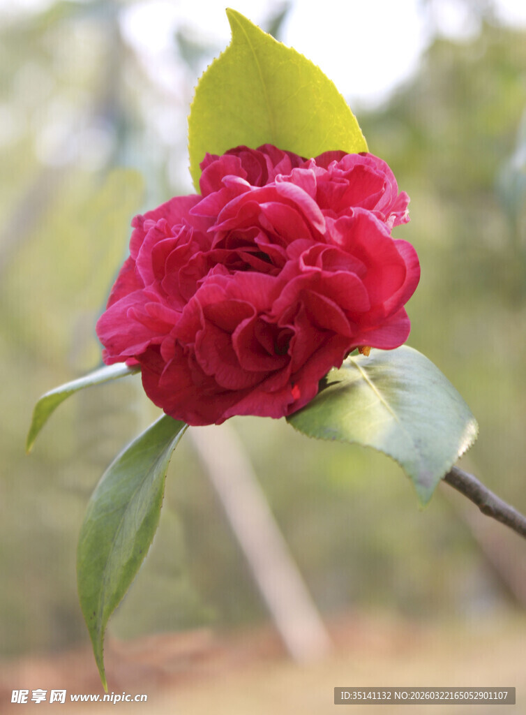 山茶花