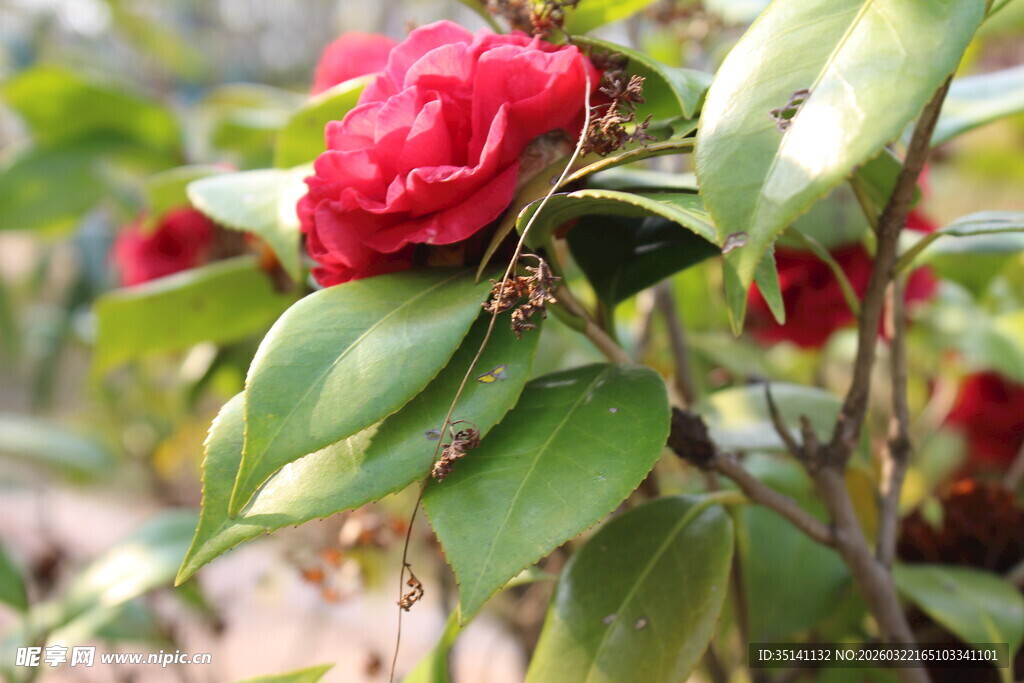 山茶花
