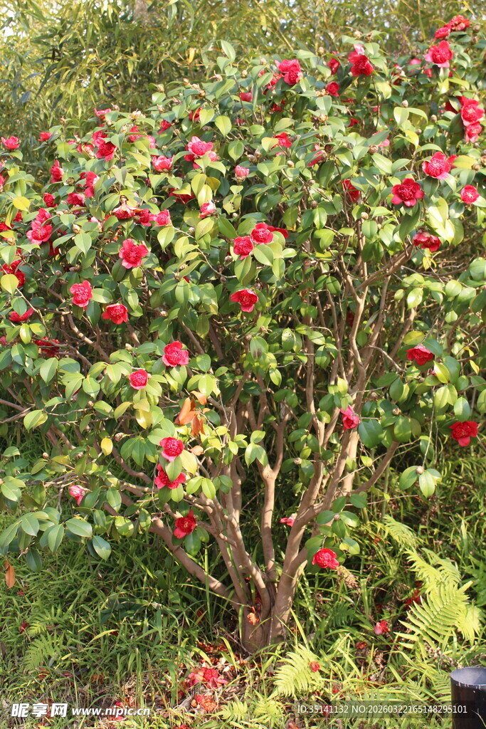 山茶花
