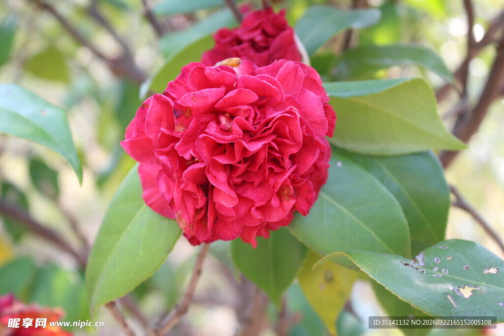 山茶花