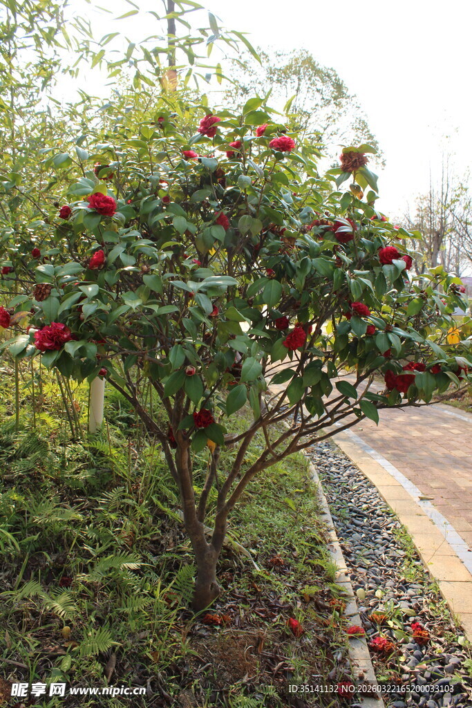 山茶花