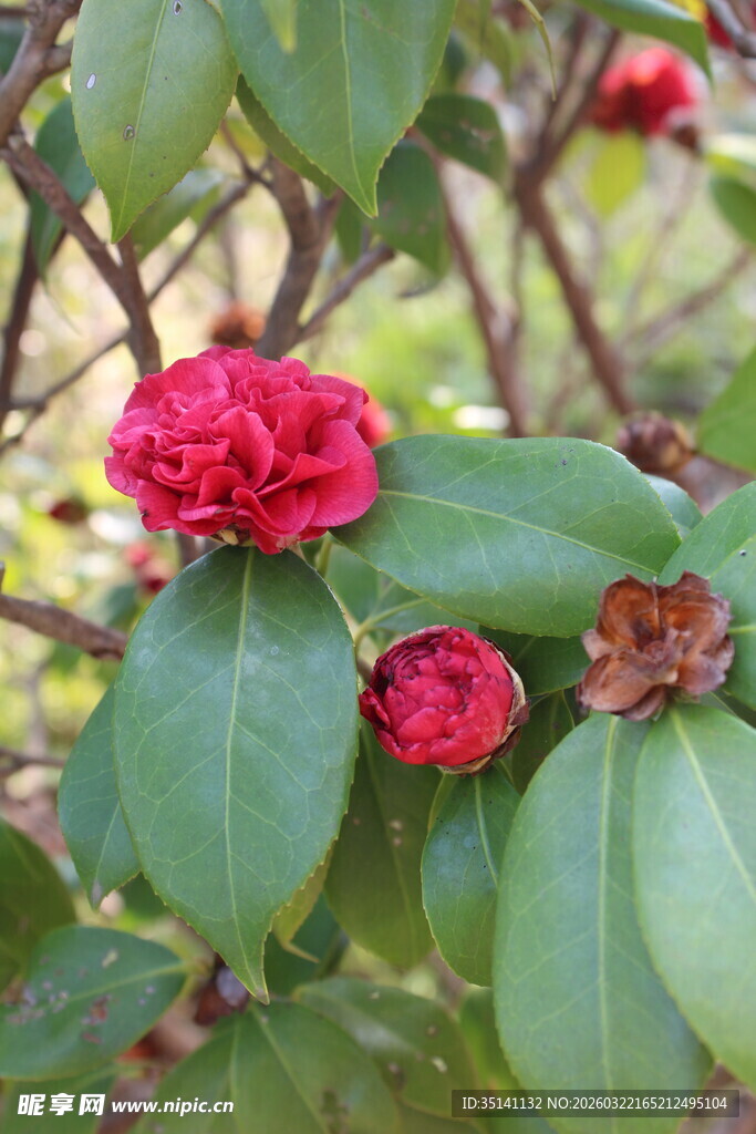 山茶花