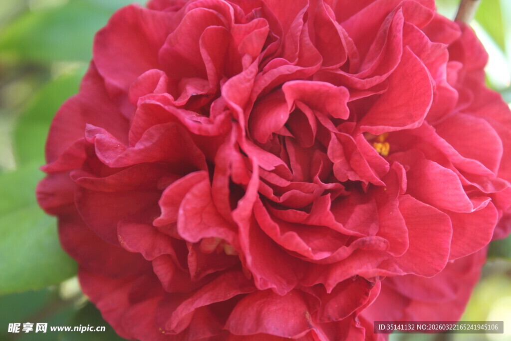山茶花