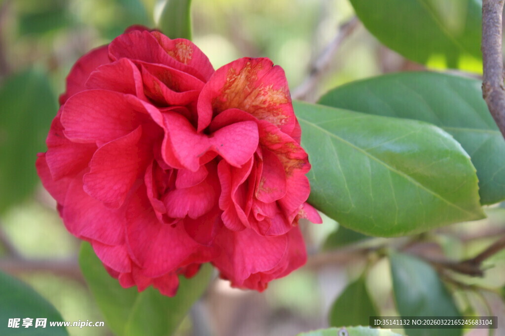 山茶花