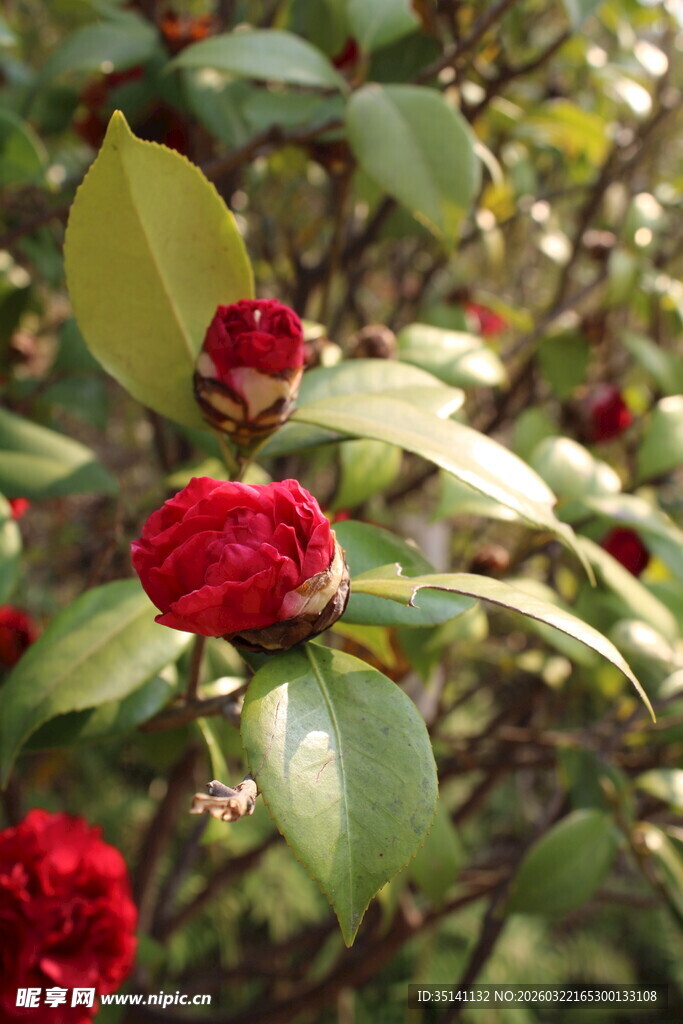 山茶花