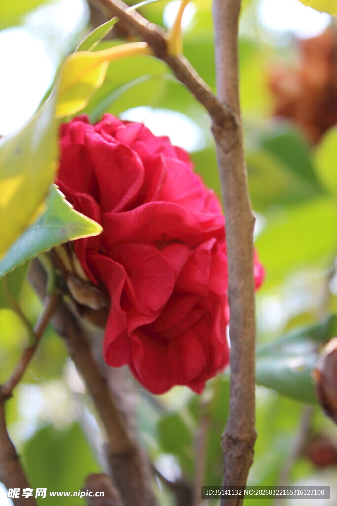 山茶花