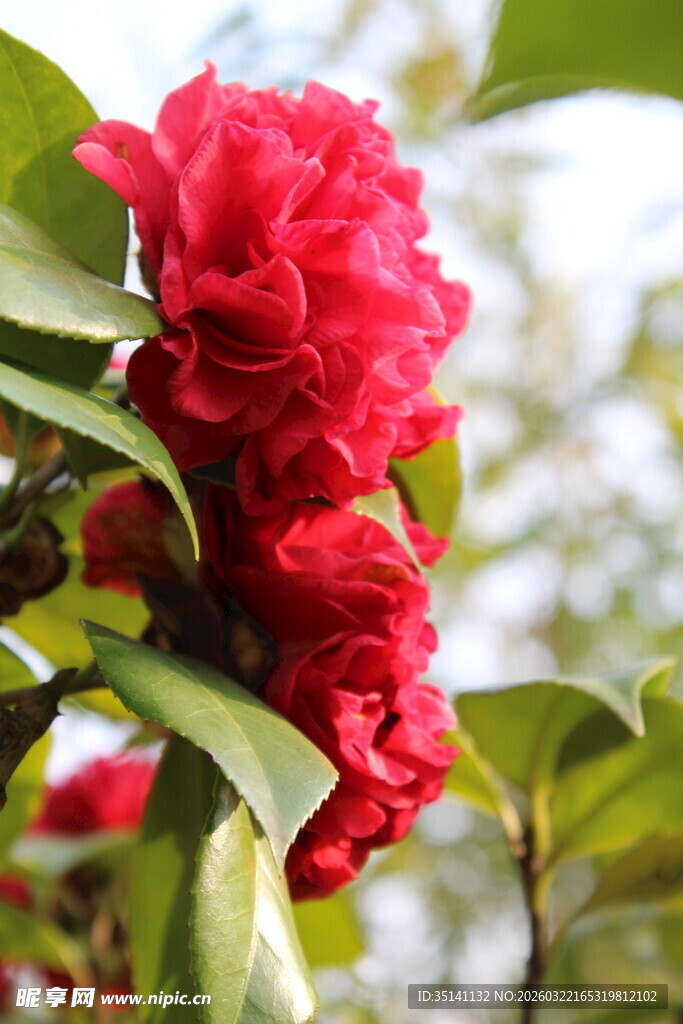山茶花