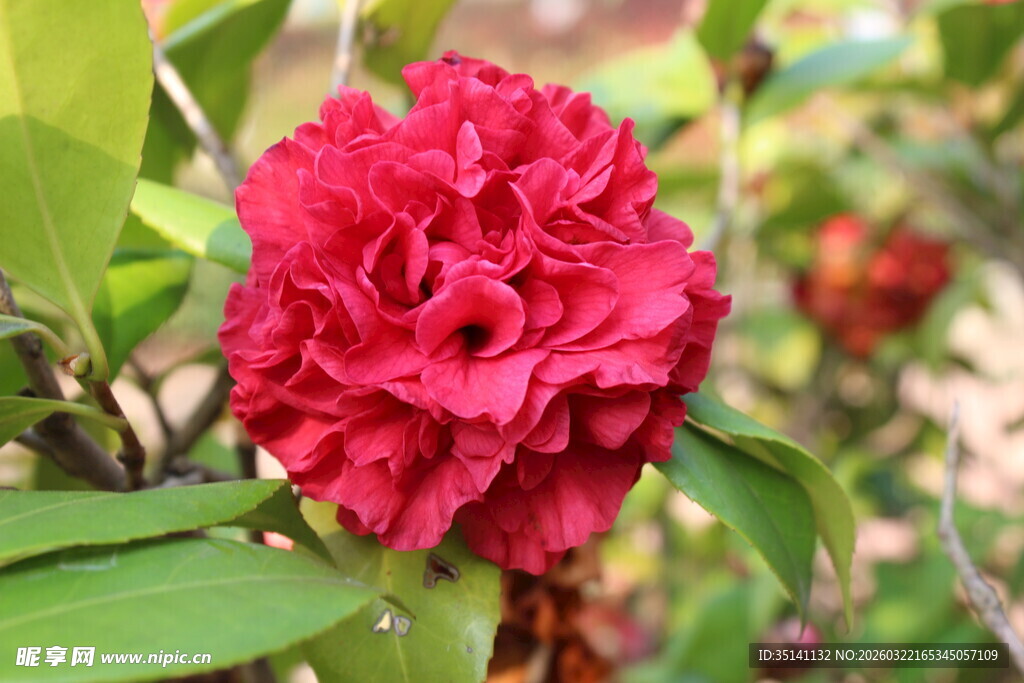 山茶花